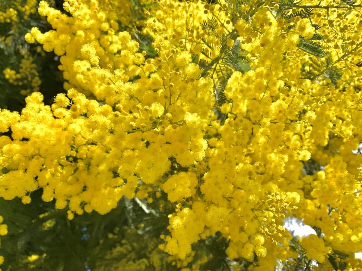 Le Bailli de Suffren - 4-Sterne-Hotel - Rayol Canadel - Golf von Saint Tropez