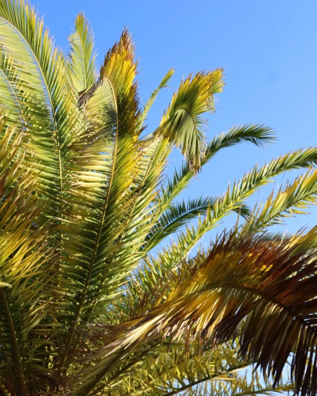 Une piscine, un spa, un restaurant en bord de mer, tout ce qu'il faut (et bien plus) pour une escapade parfaite 🌴 
- 
A pool, a spa, a seaside restaurant, everything you need (and more) for the perfect getaway 🌴 

#lebaillidesuffren #lovebailli #baillimoments #domainedubailli #lespiedsdansleau #hotelview #seaview #beautifuldestinations #beautifuldestinations #perfectspot #happyplace #seaview #sainttropez #var #visitvar #golfedesainttropez #southoffrance #southernliving #frenchriviera #mediterranee #mediterraneanvibes #hotelwithaview #hotellife #beautifulhotels #hotelstay #hoteldesign #travelgram #travellife #slowlife