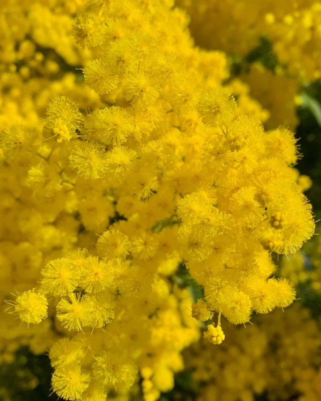 Mimosas en fleurs, mer en toile de fond : l'hiver à la méditerranéenne 🌼 
- 
Mimosa in bloom, sea in the background : winter, Mediterranean style 🌼 

#lebaillidesuffren #lovebailli #baillimoments #domainedubailli #lespiedsdansleau #hotelview #seaview #beautifuldestinations #beautifuldestinations #perfectspot #happyplace #seaview #sainttropez #var #visitvar #golfedesainttropez #southoffrance #southernliving #frenchriviera #mediterranee #mediterraneanvibes #hotelwithaview #hotellife #beautifulhotels #hotelstay #hoteldesign #travelgram #travellife #slowlife